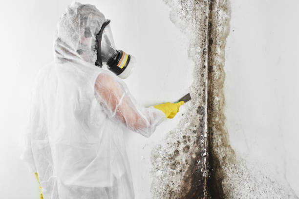 Best Black Mold Remediation in Sweet Home, OR