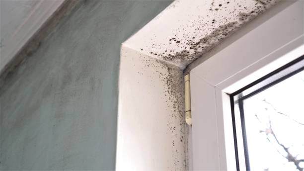Best DIY Mold Remediation Support Services in Sweet Home, OR