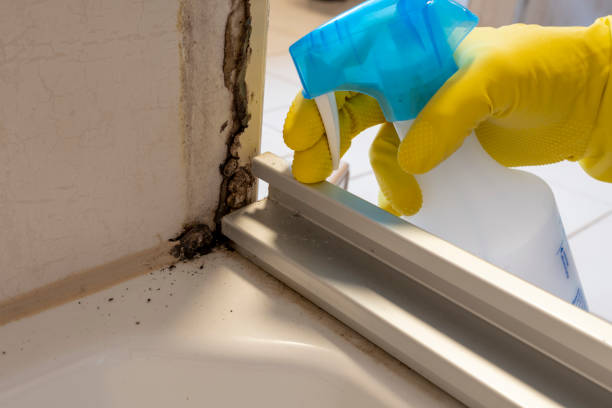 Best Mold Remediation for Specific Building Types in Sweet Home, OR